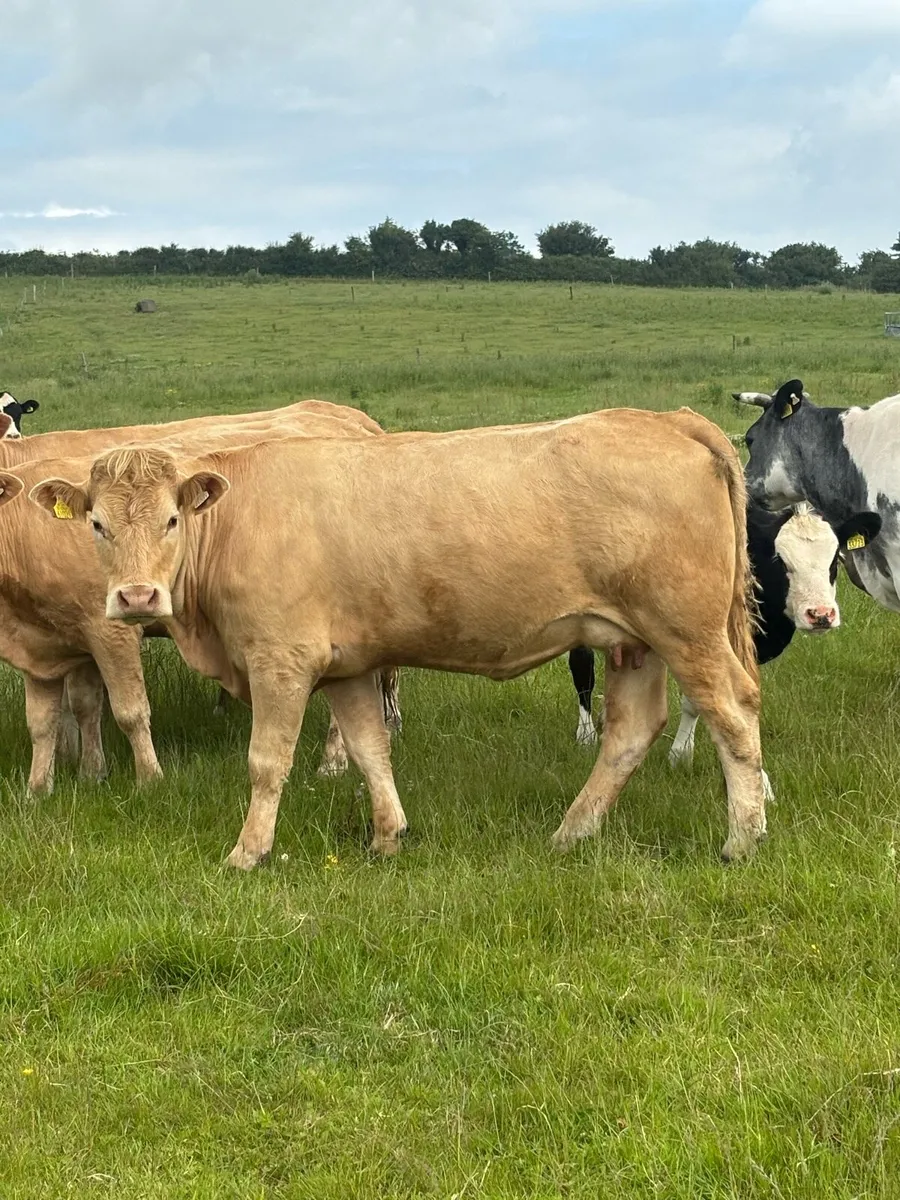 3 chx cows first time calved - Image 1