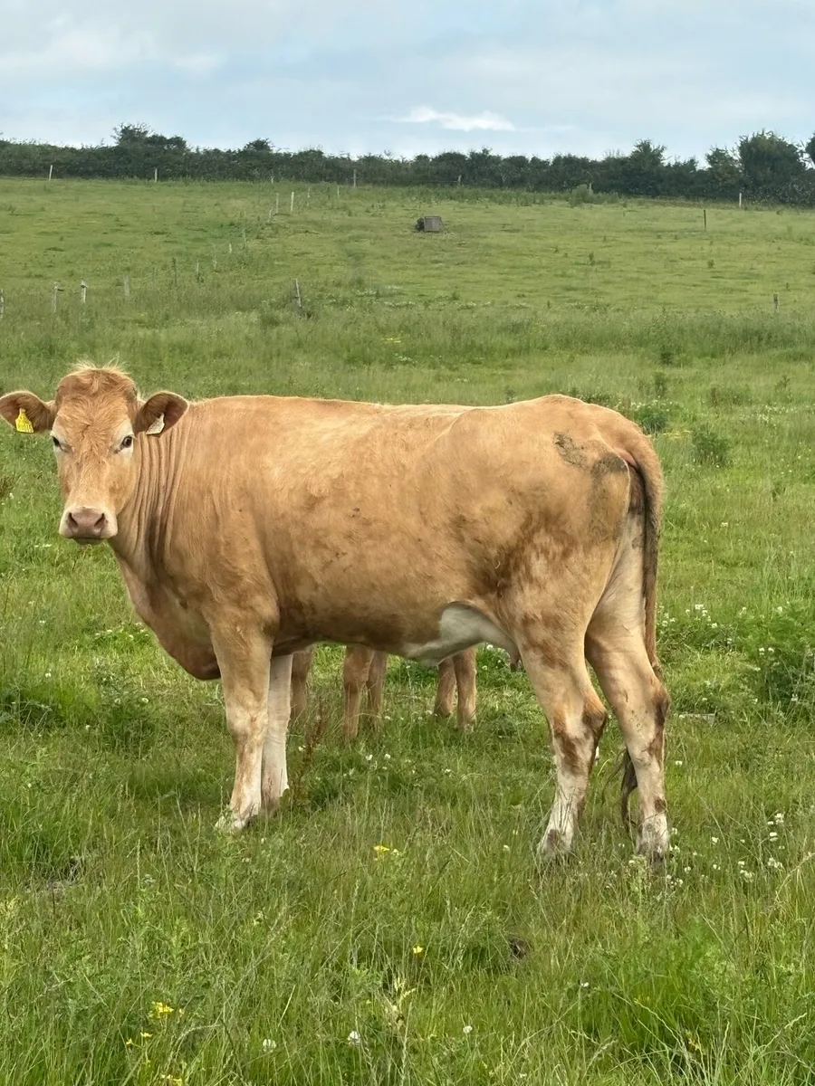 3 chx cows first time calved - Image 3