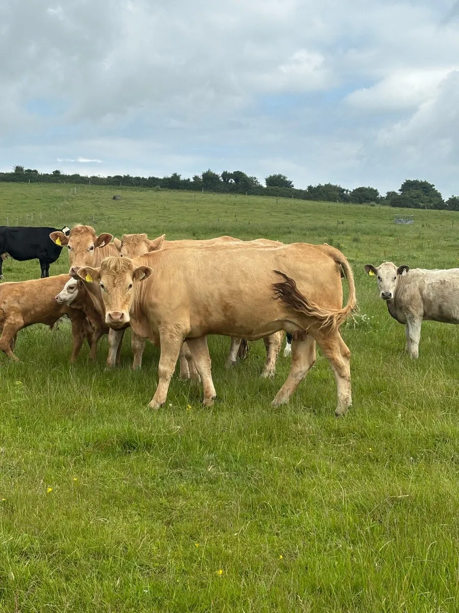 3 chx cows first time calved - Image 4