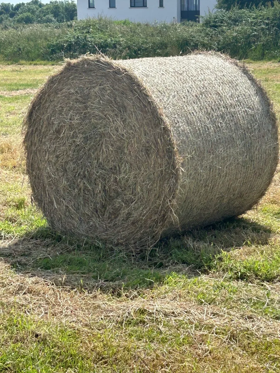 Hay
