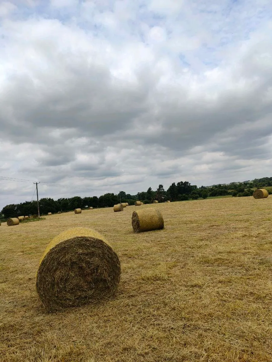 Cracking hay - Image 2
