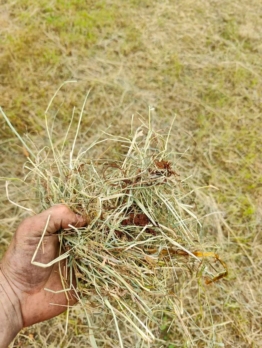 Cracking hay - Image 3