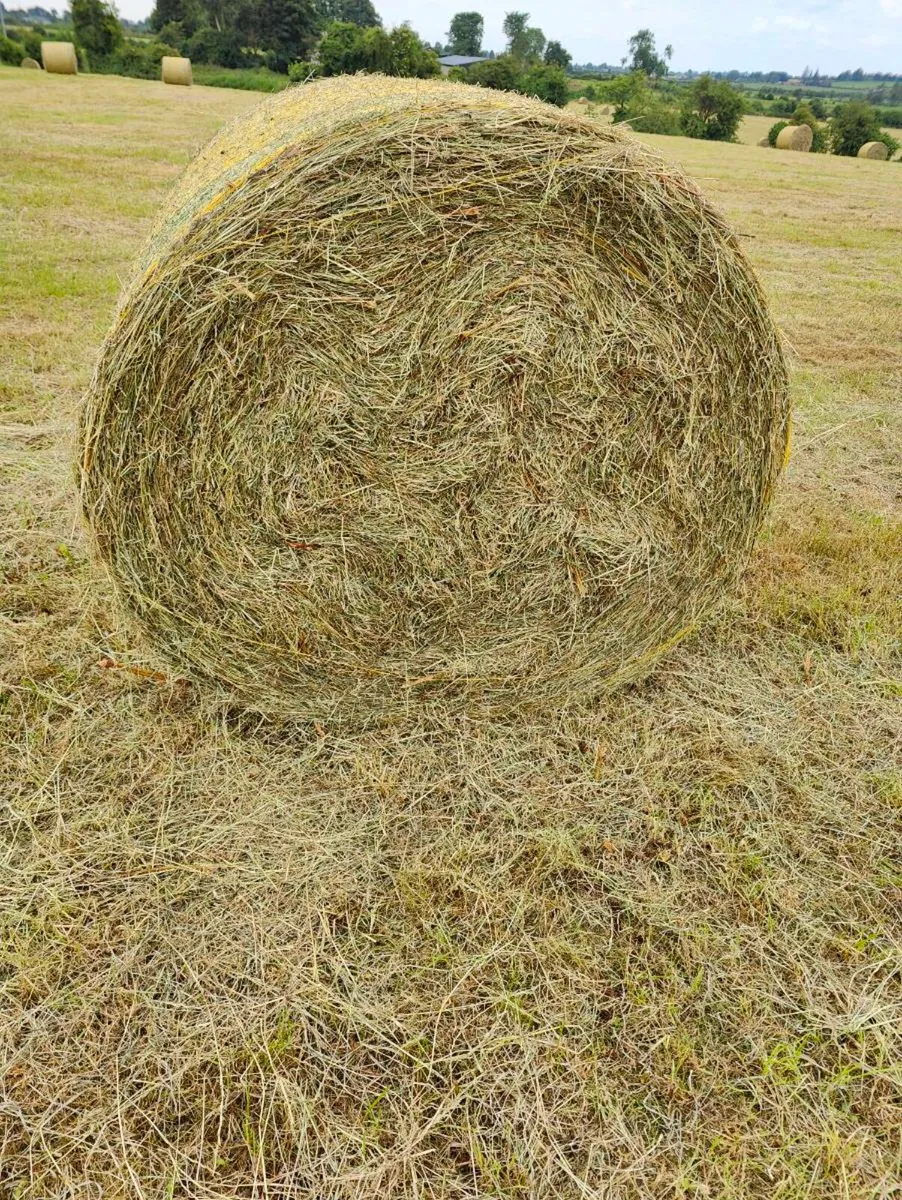 Cracking hay - Image 4