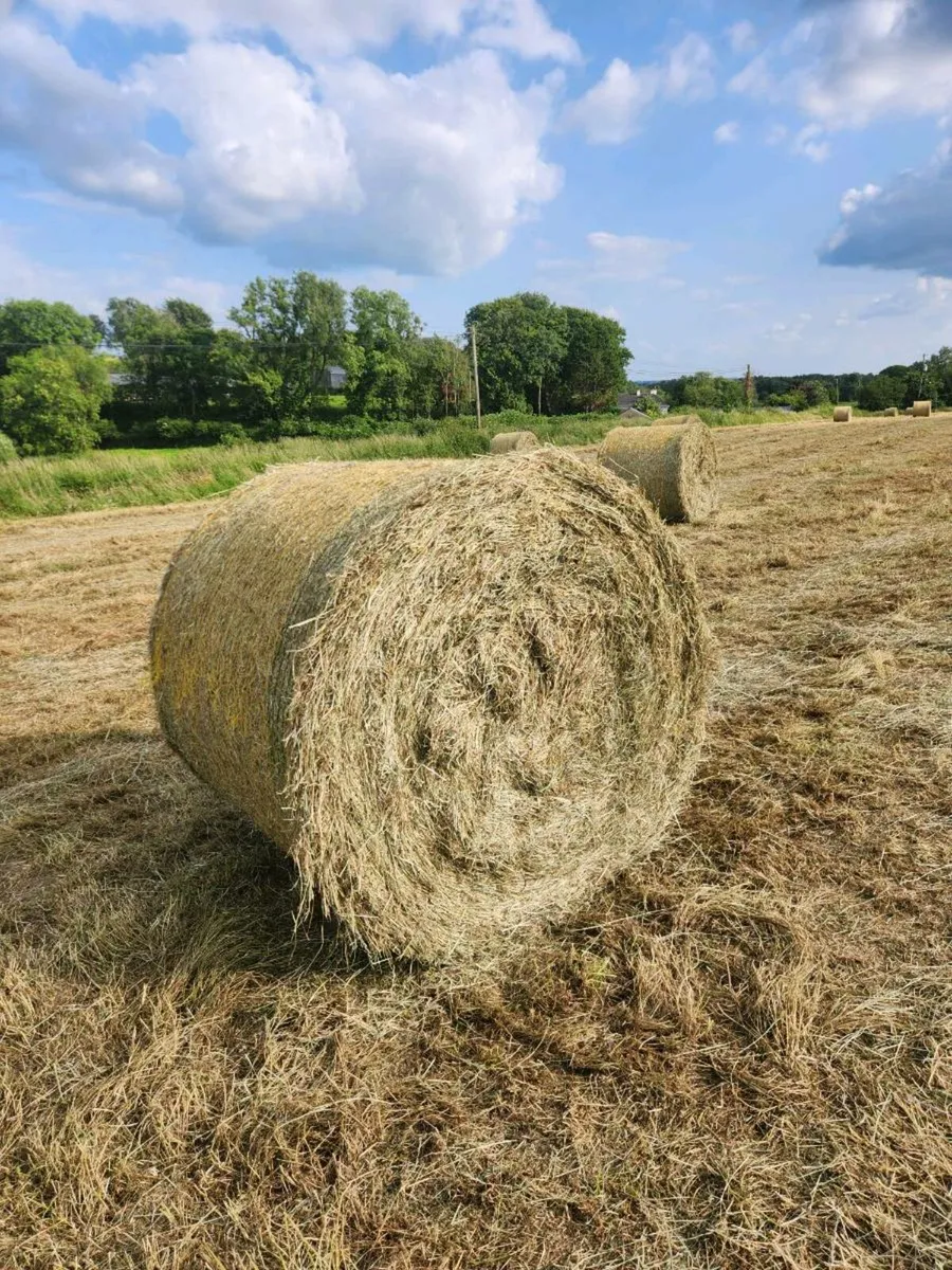 Round bales - Image 1
