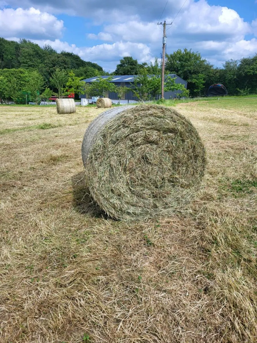Hay for sale - Image 2