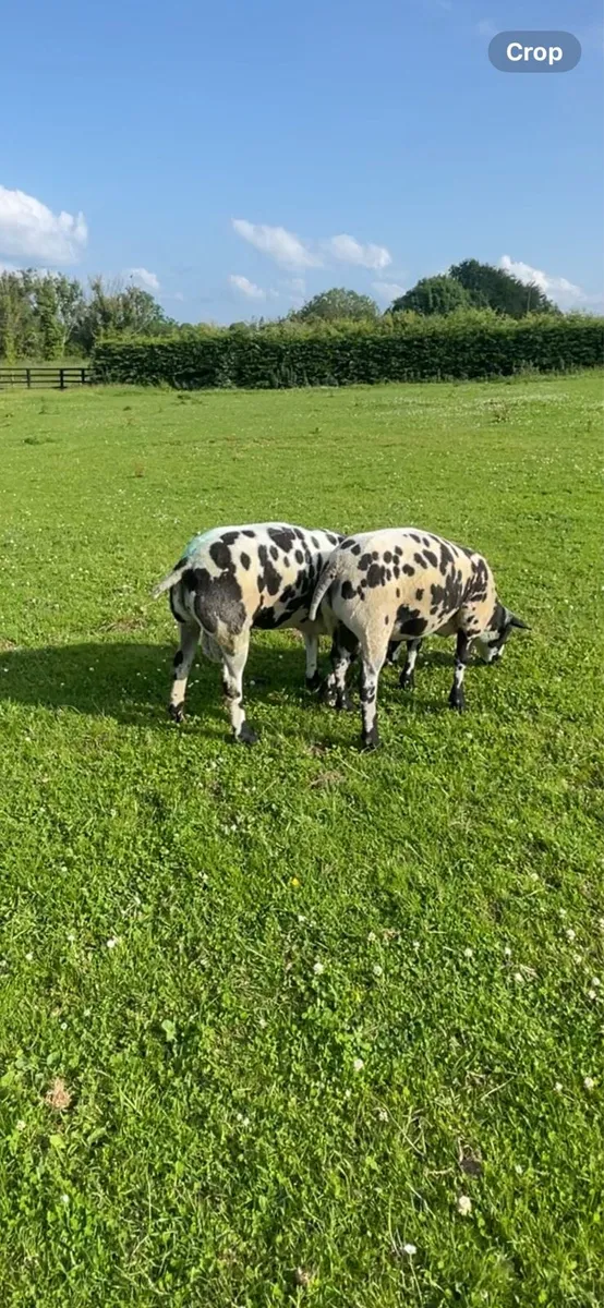 2 PBR Dutch spotted rams - Image 2