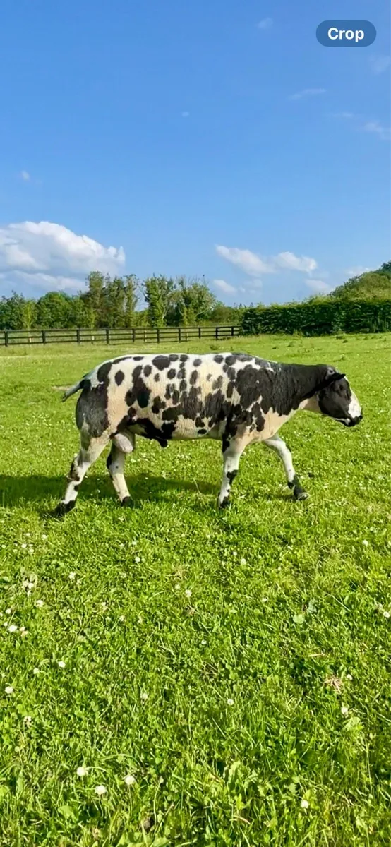 2 PBR Dutch spotted rams - Image 3
