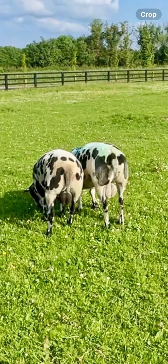 2 PBR Dutch spotted rams - Image 4