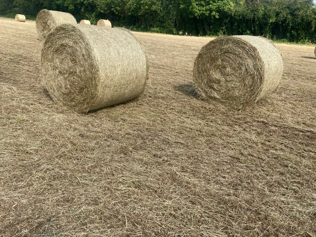 40 bales top quality first crop hay