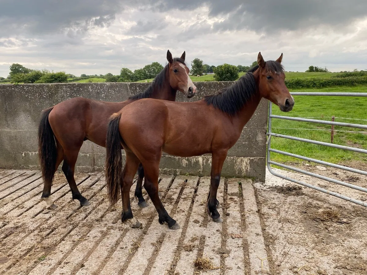 2 Connemara Yearlings - Image 2