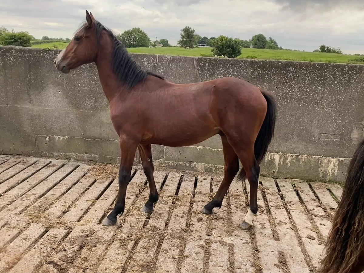 2 Connemara Yearlings - Image 3