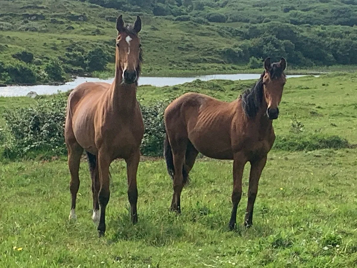 Young horses - Image 1