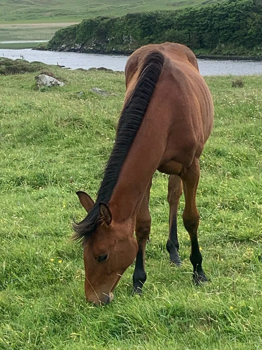 Young horses - Image 3