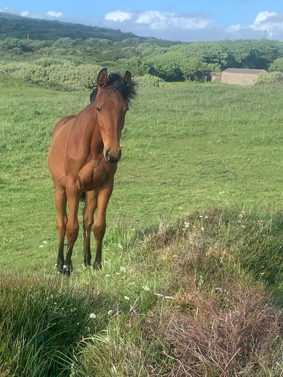 Young horses - Image 4