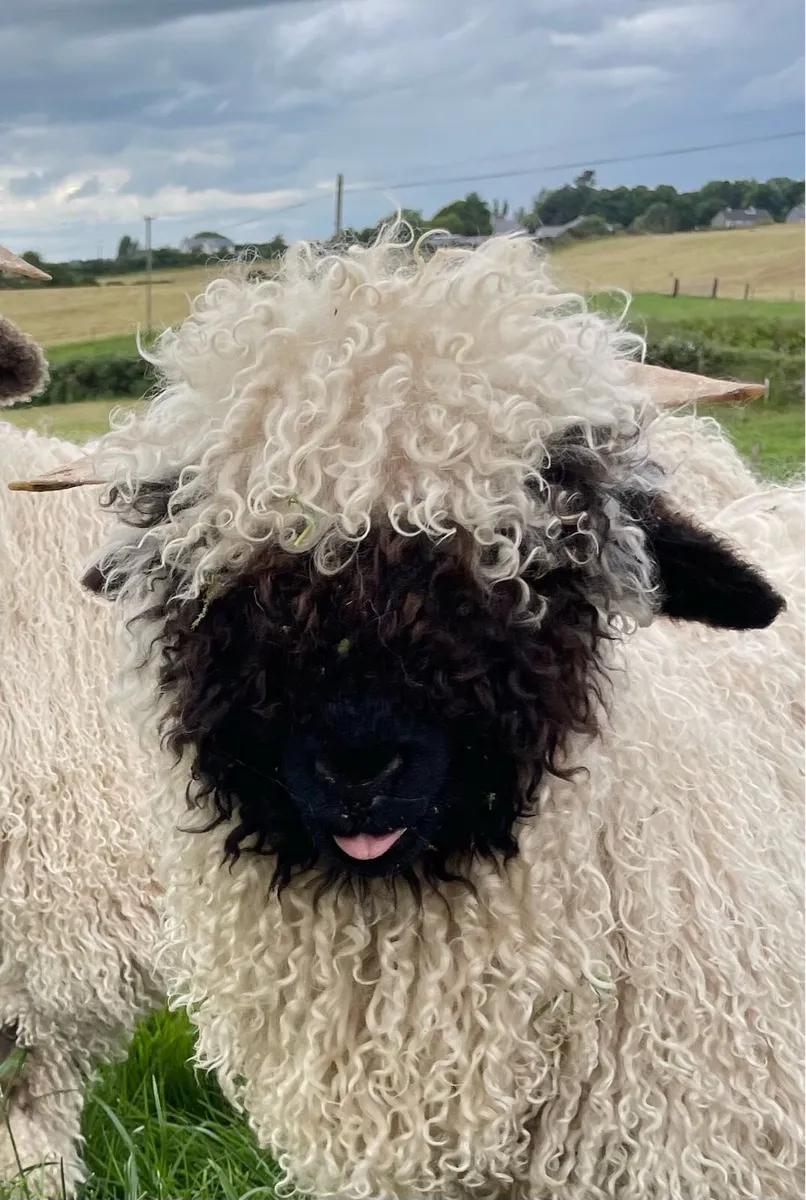 2 x Valais Blacknose Ram Lamb - Image 1