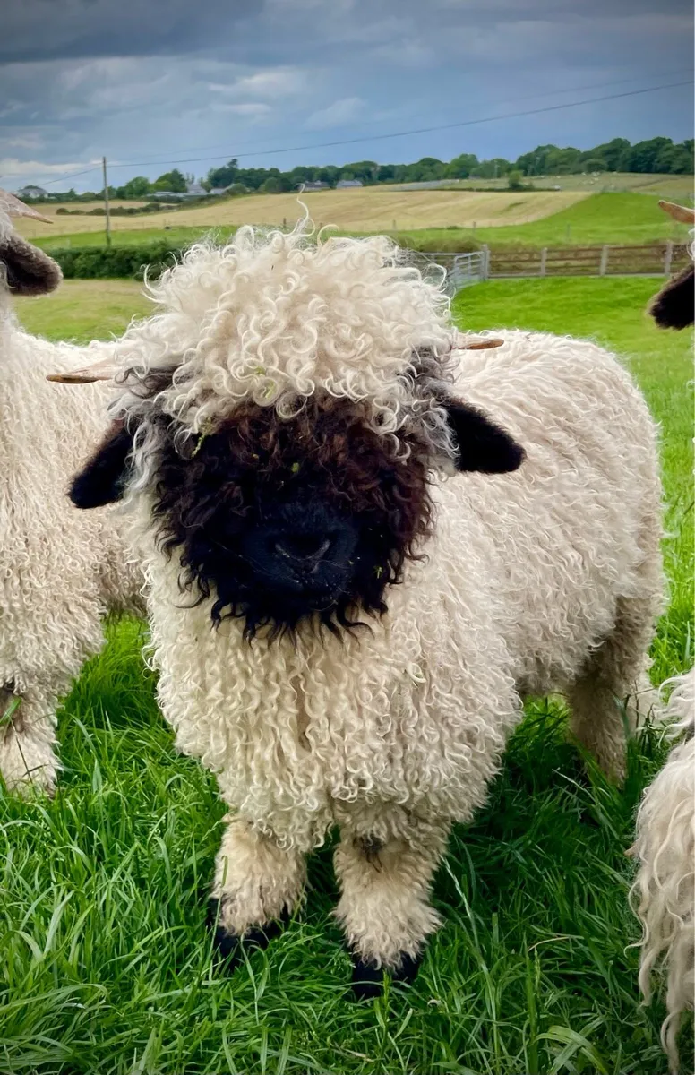 2 x Valais Blacknose Ram Lamb - Image 2
