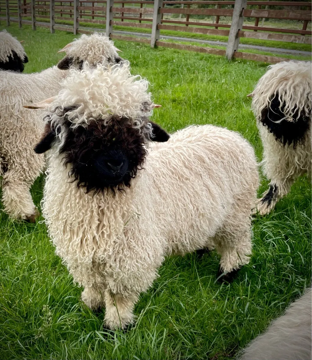 2 x Valais Blacknose Ram Lamb - Image 3