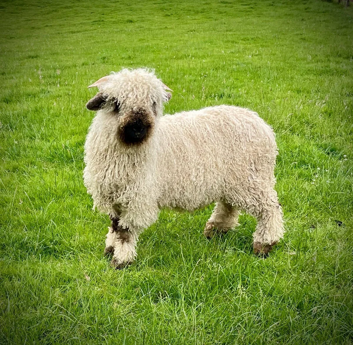 2 x Valais Blacknose Ram Lamb - Image 4