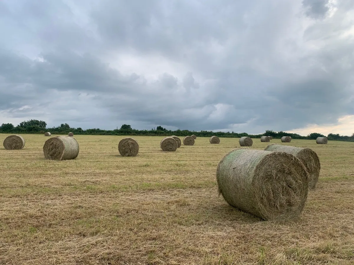Top quality hay bales - Image 1