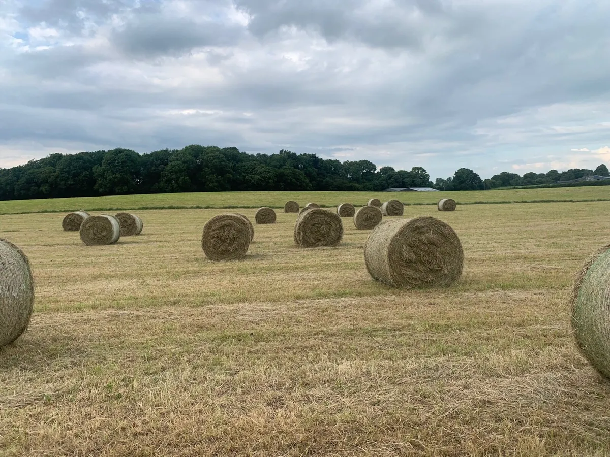 Top quality hay bales - Image 2
