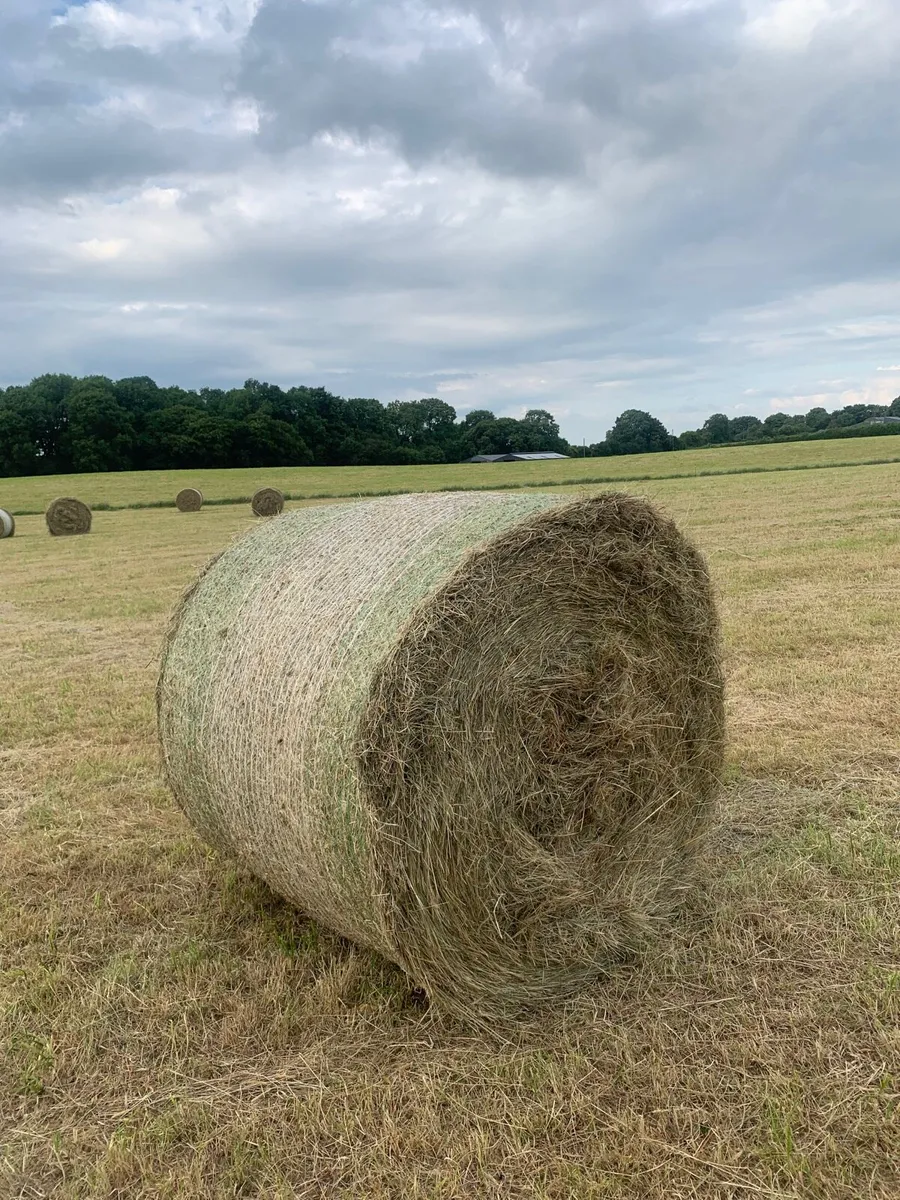 Top quality hay bales - Image 3