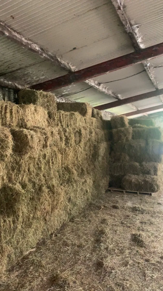 Small square bales of hay - Image 1