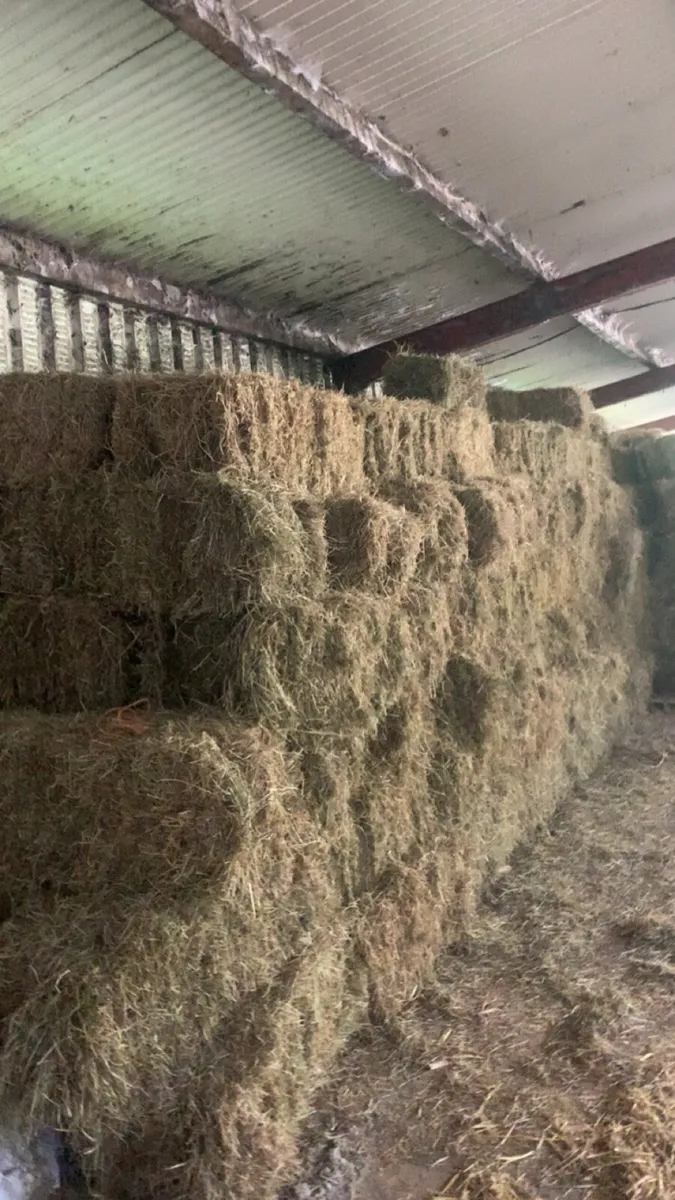Small square bales of hay - Image 2