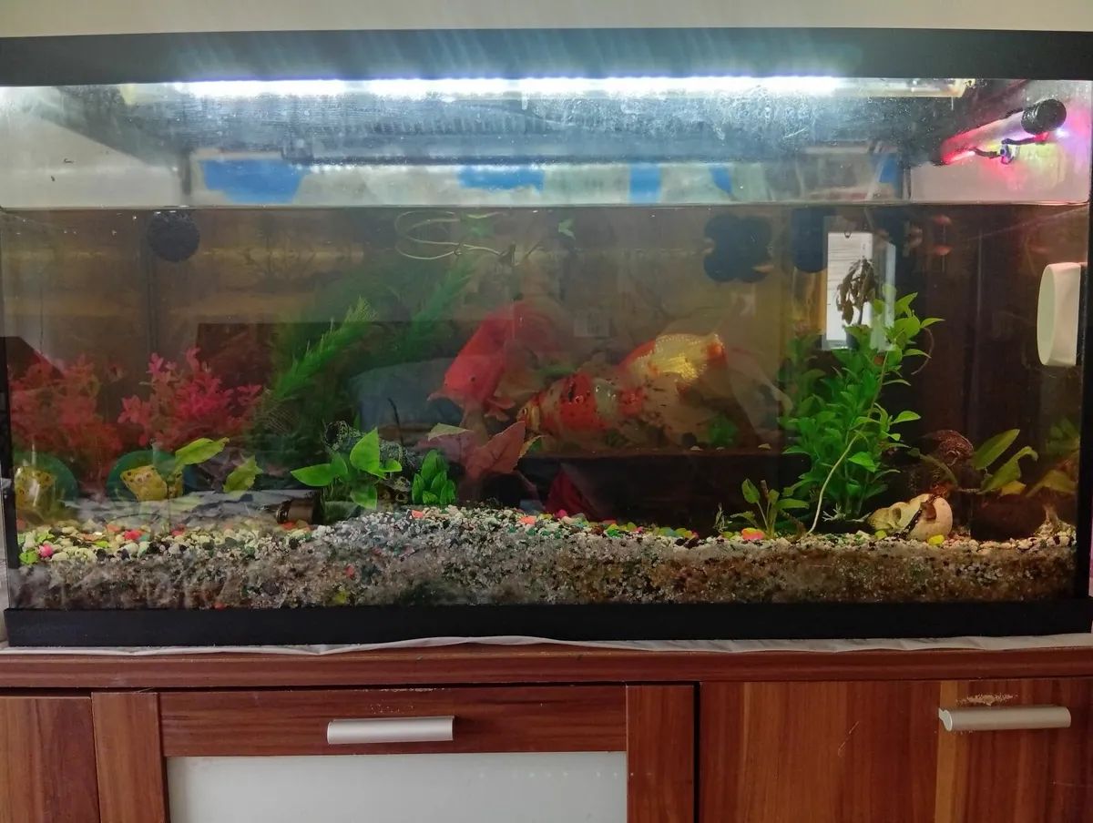 Quality Fish tank 105Ltr with cabinet full set - Image 3
