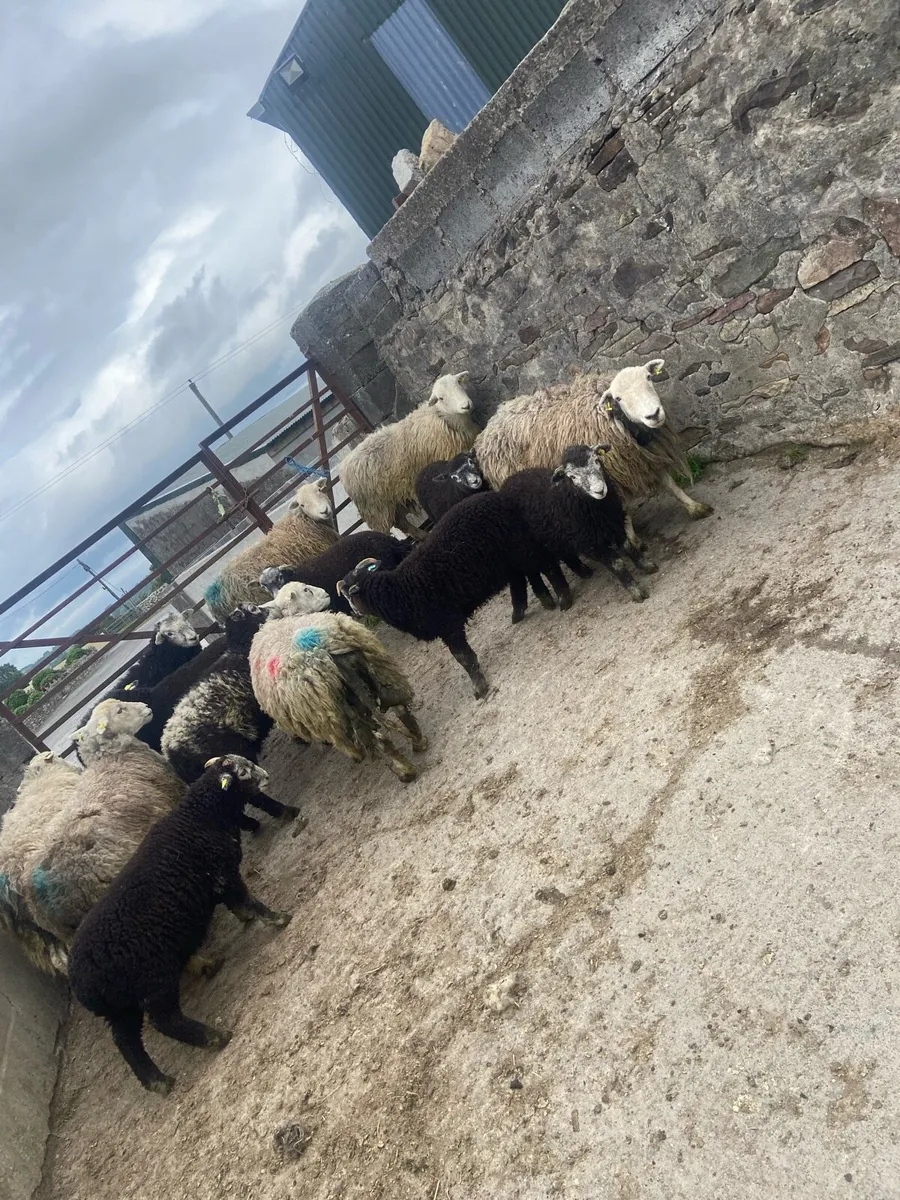 Herdwicks - Image 1