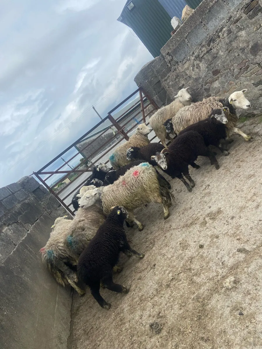 Herdwicks - Image 2