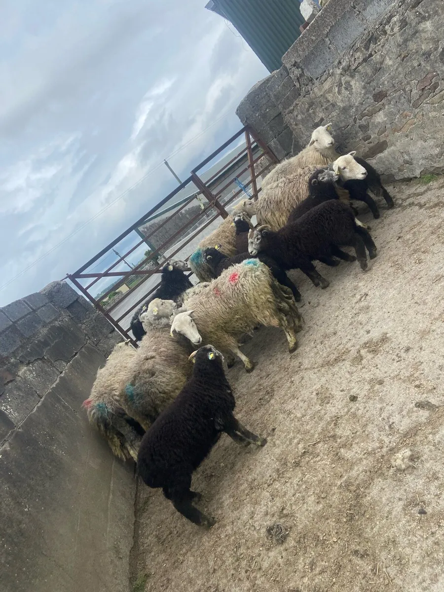 Herdwicks - Image 3