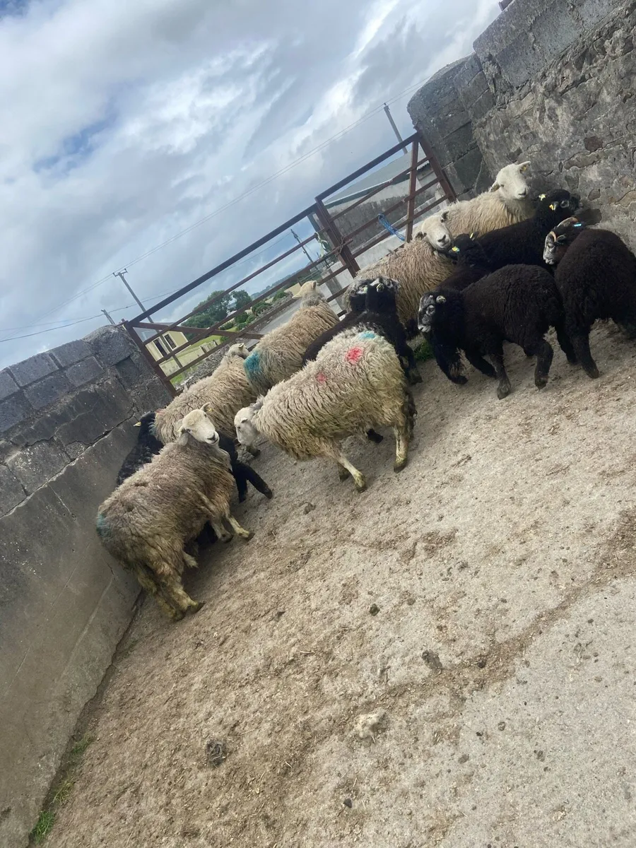 Herdwicks - Image 4