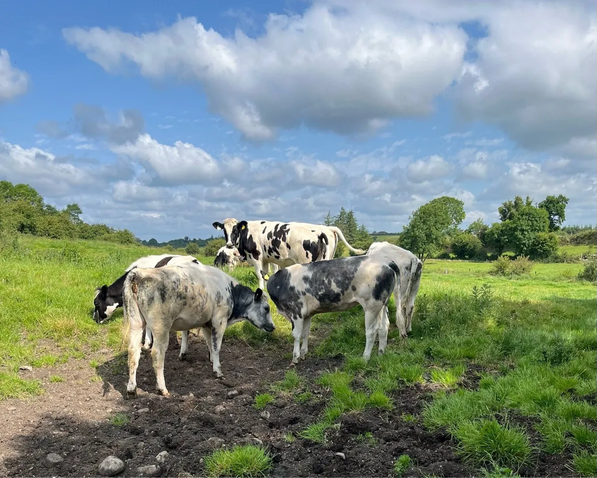 7 Quality B BLUE Heifers - Image 2