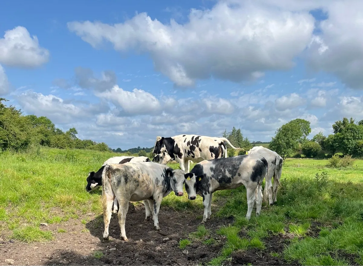 7 Quality B BLUE Heifers - Image 4