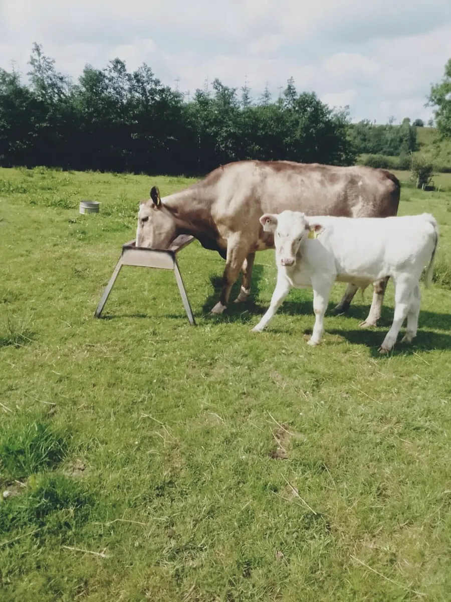 Cow and Calf - Image 2