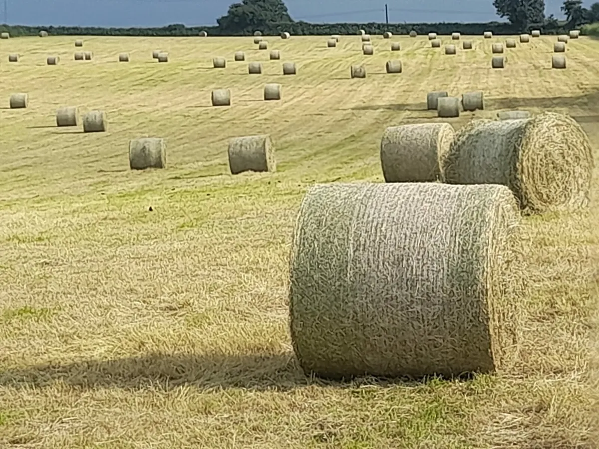 Hay - Image 1
