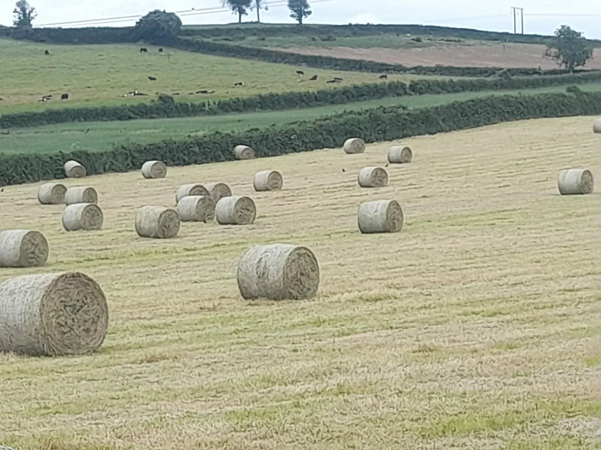 Hay - Image 3
