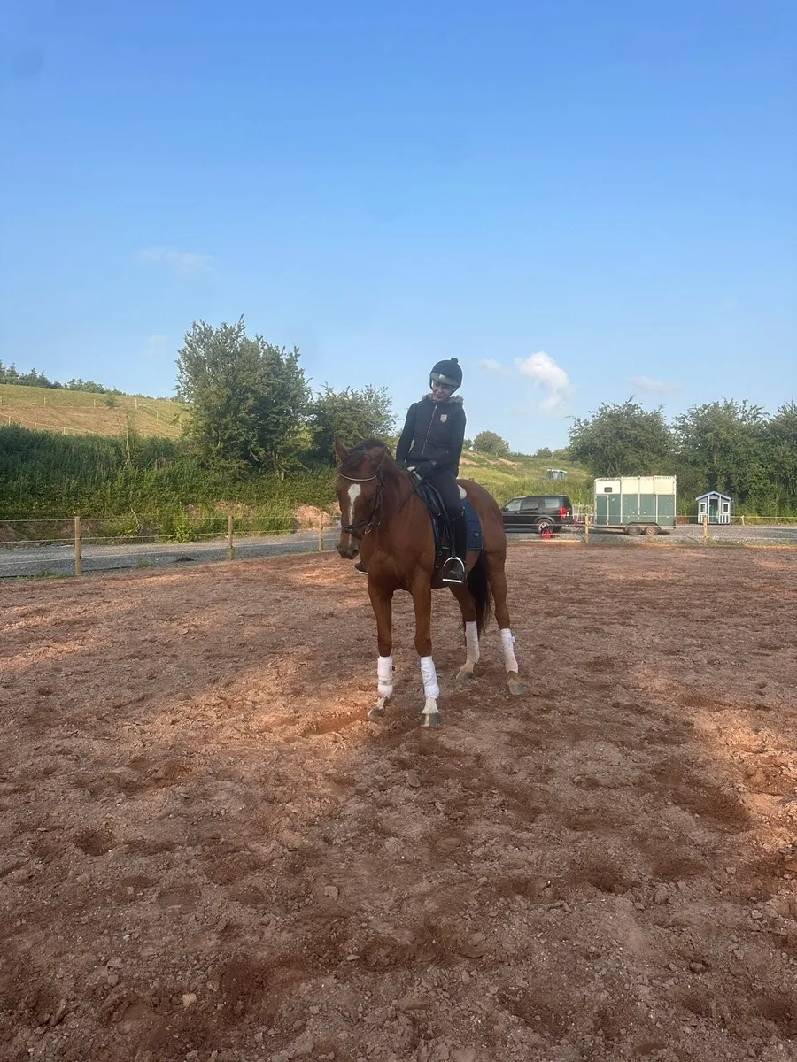 Alrounder/Eventing Horse - Image 2
