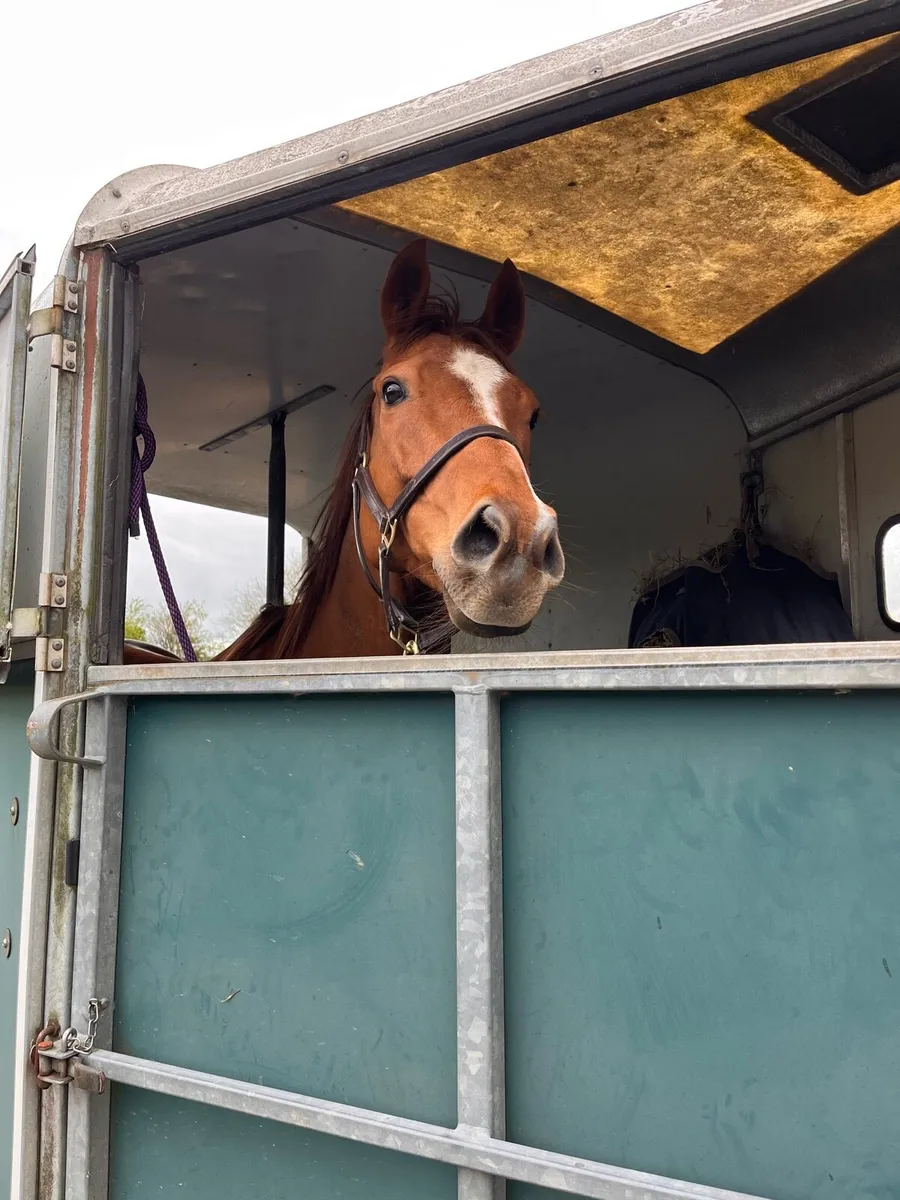 Alrounder/Eventing Horse - Image 3