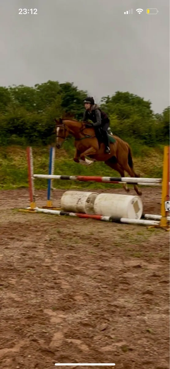 Alrounder/Eventing Horse - Image 1