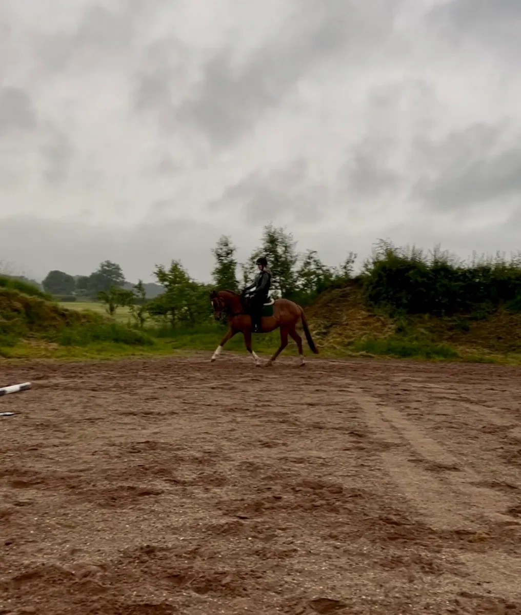 Alrounder/Eventing Horse - Image 4