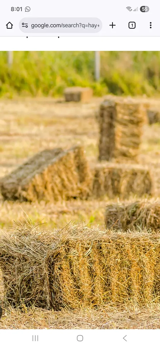 Hay