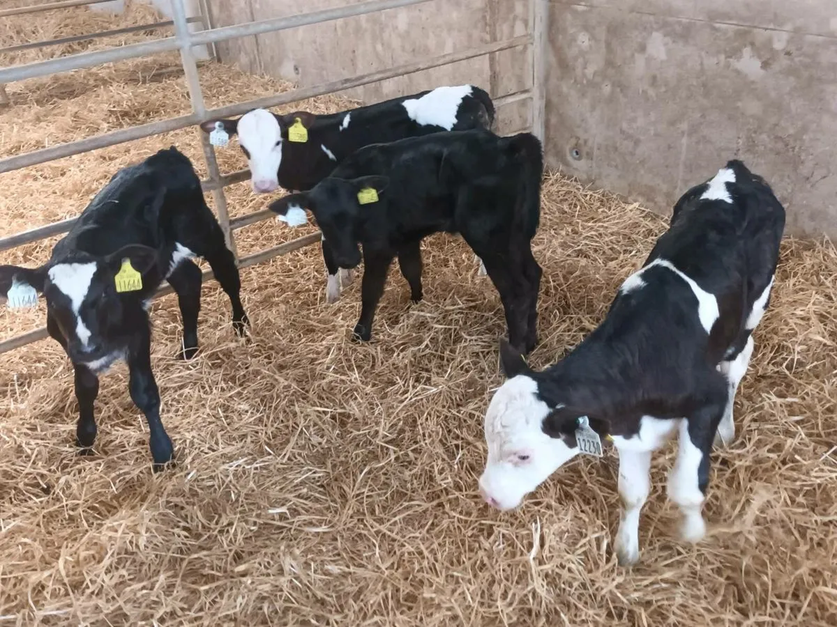 CALVES FOR SALE - Image 1