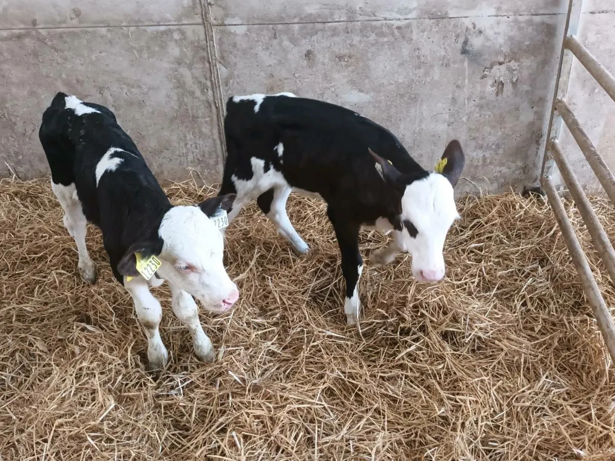 CALVES FOR SALE - Image 2