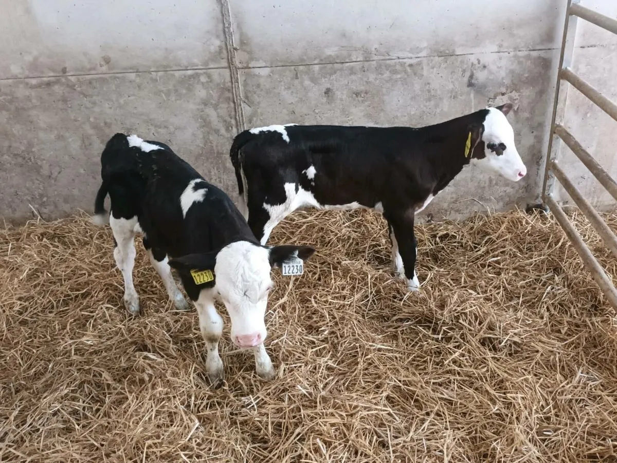 CALVES FOR SALE - Image 3