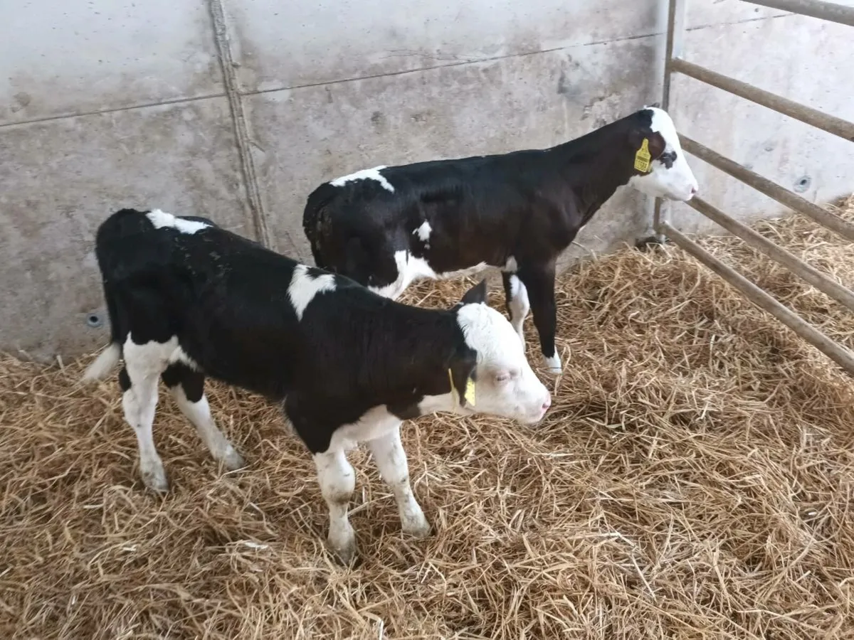 CALVES FOR SALE - Image 4