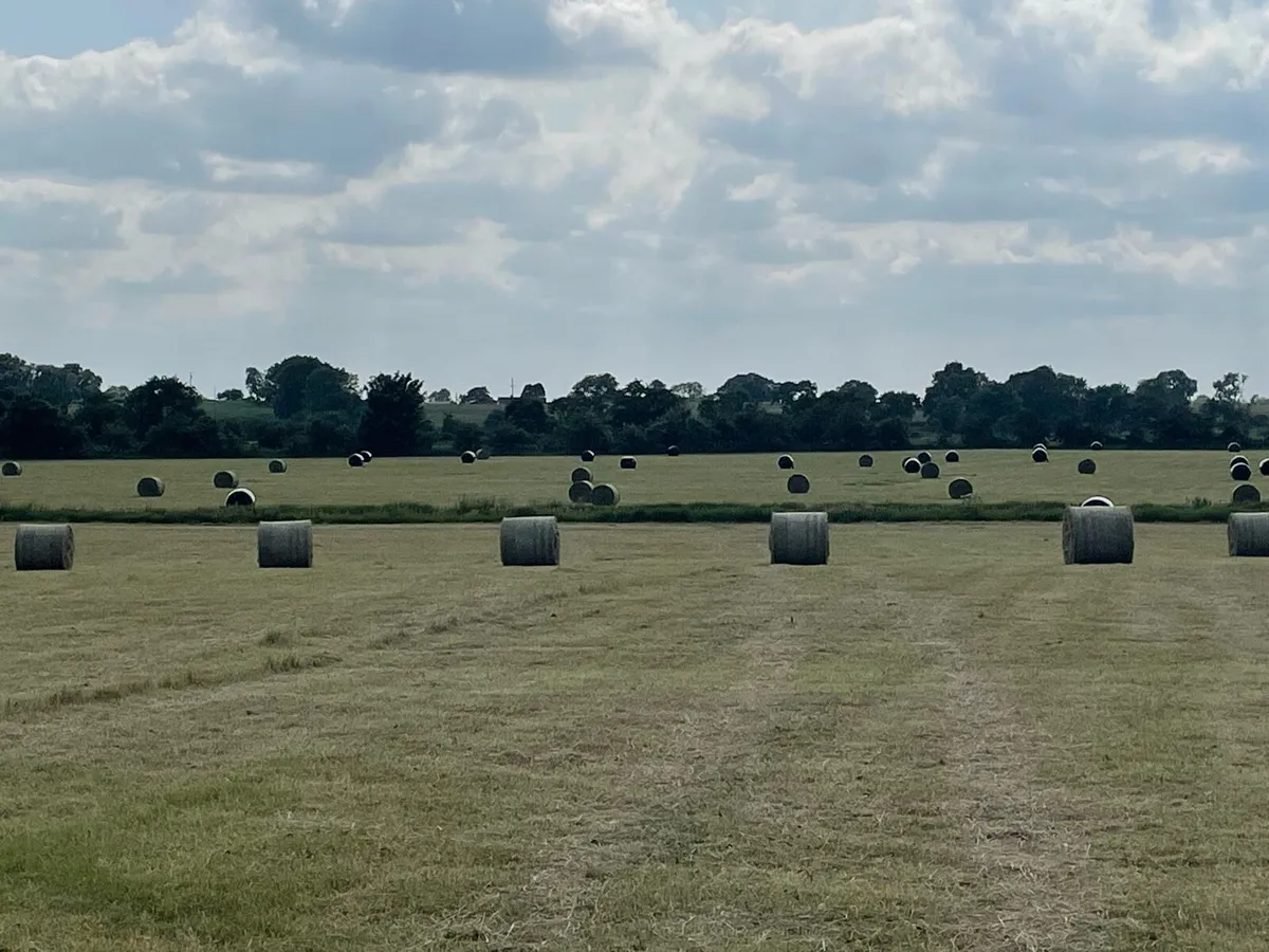 Hay for sale - Image 2