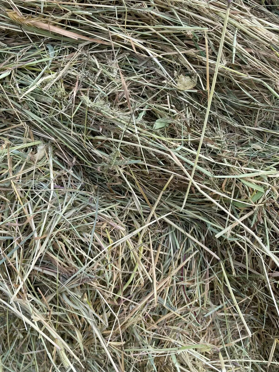 Hay for sale - Image 3