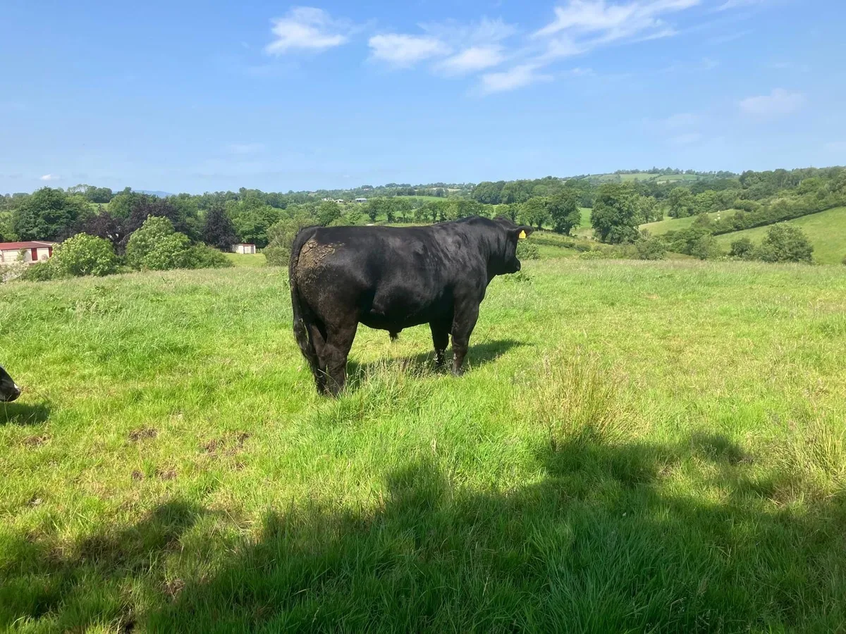 Pedigree Aberdeen Angus Bull - Image 2