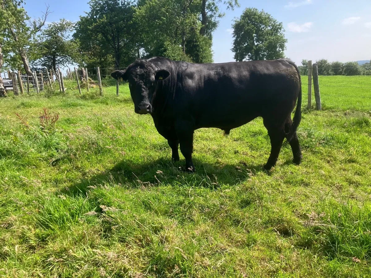 Pedigree Aberdeen Angus Bull - Image 1